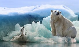 Február 27-e a Jegesmedvék Nemzetközi Világnapja